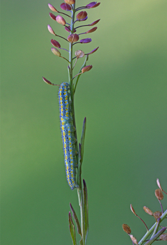 Checkered White caterpillar